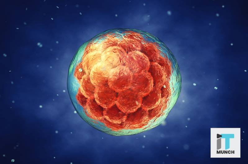 Artificial synthetic embryos | LegalTechMunch