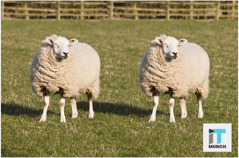 Read the latest blog titled, "Facts About Cloning and It's Potential to Change the World".