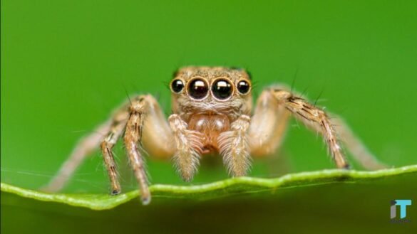 Spider eyes encourage depth sense camera | LegalTechMunch