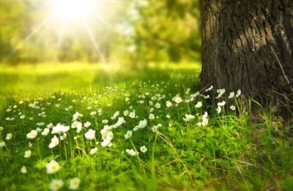 Tech companies sign deal to improve pasture management | LegalTechMunch