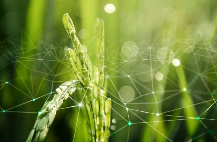 Crops with a tech design concept