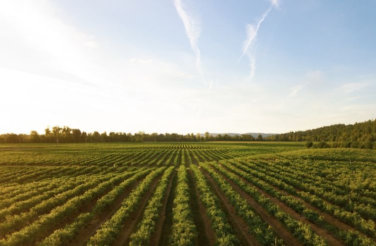 A farmland somewhere on earth